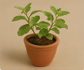 Tulsi & Spiritual Plants